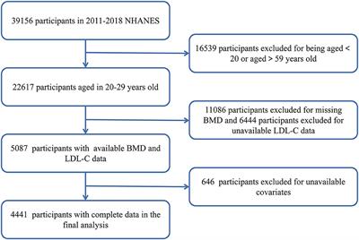 Inverse association between low-density lipoprotein cholesterol and bone mineral density in young- and middle-aged people: The NHANES 2011–2018